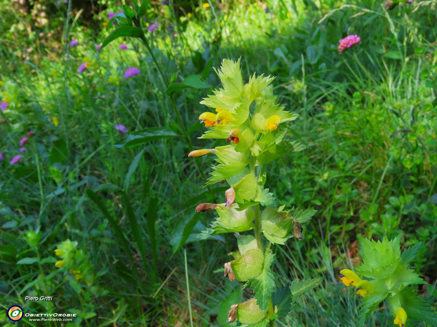 34 Rhinantus- Cresta di gallo.JPG
